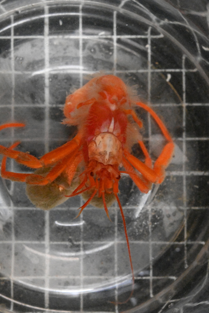 Parapagurus benedicti