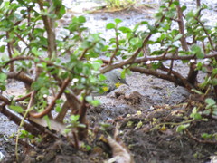Setophaga coronata auduboni