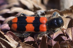 Trichodes crabroniformis