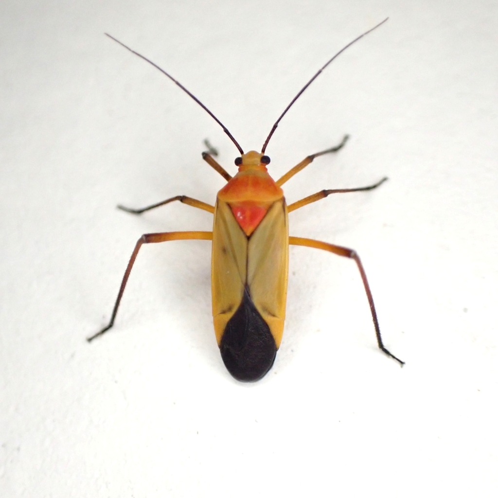 Chiloxionotus argentinus