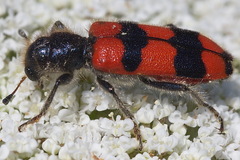 Trichodes crabroniformis