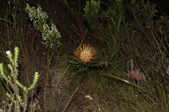 Leucospermum lineare