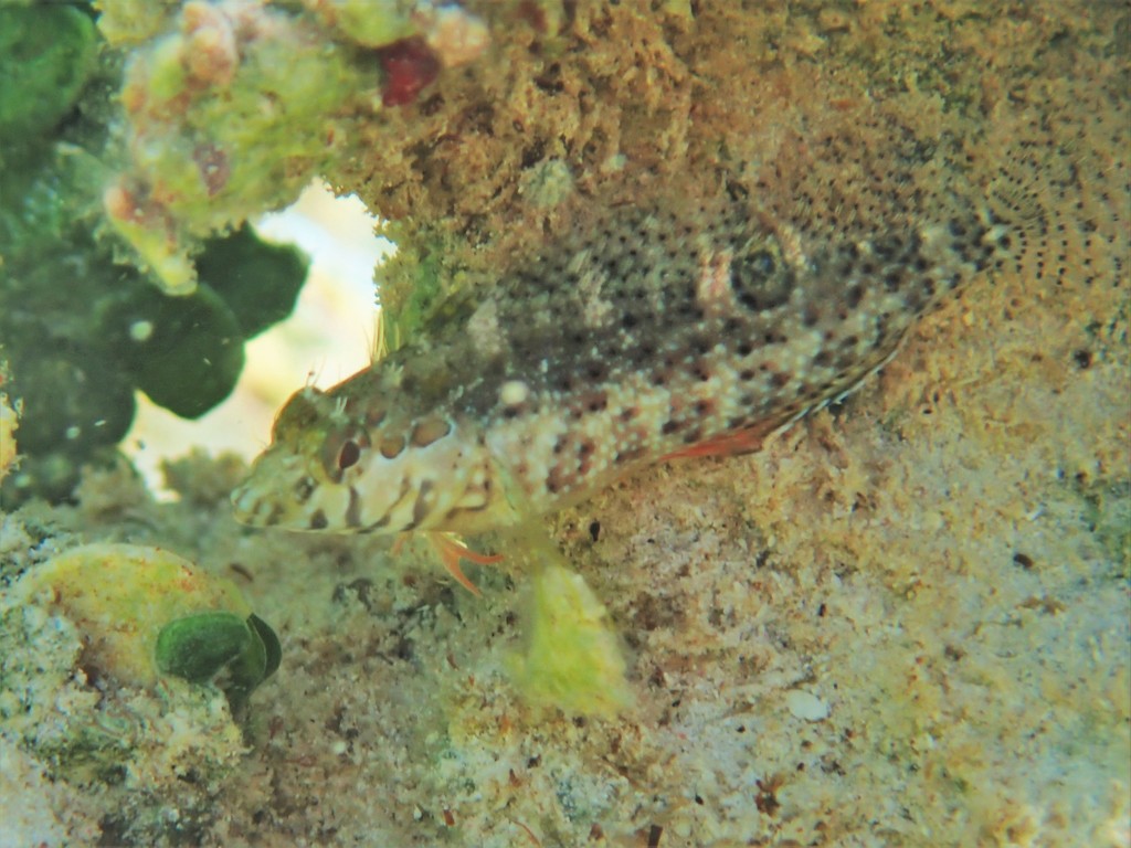 Dusky Blenny