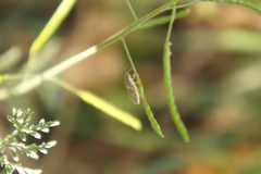 Brachycarenus tigrinus