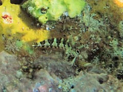 Malacoctenus triangulatus