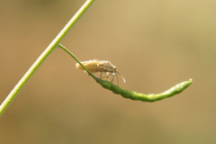 Brachycarenus tigrinus