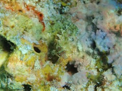 Malacoctenus triangulatus