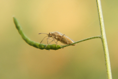 Brachycarenus tigrinus