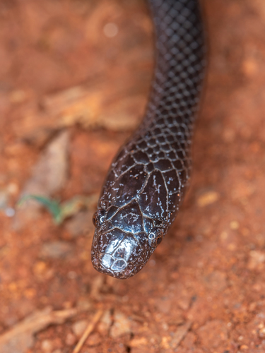 Cape Wolf Snake