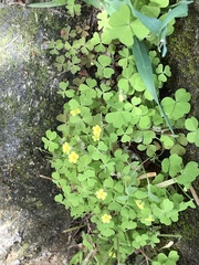 Oxalis laxa