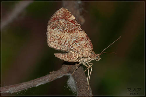 Heterusia quadruplicaria