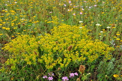 Euphorbia glareosa