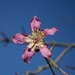 Silk Floss Tree - Photo (c) Bill Levine, some rights reserved (CC BY-NC), uploaded by Bill Levine