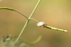 Brachycarenus tigrinus