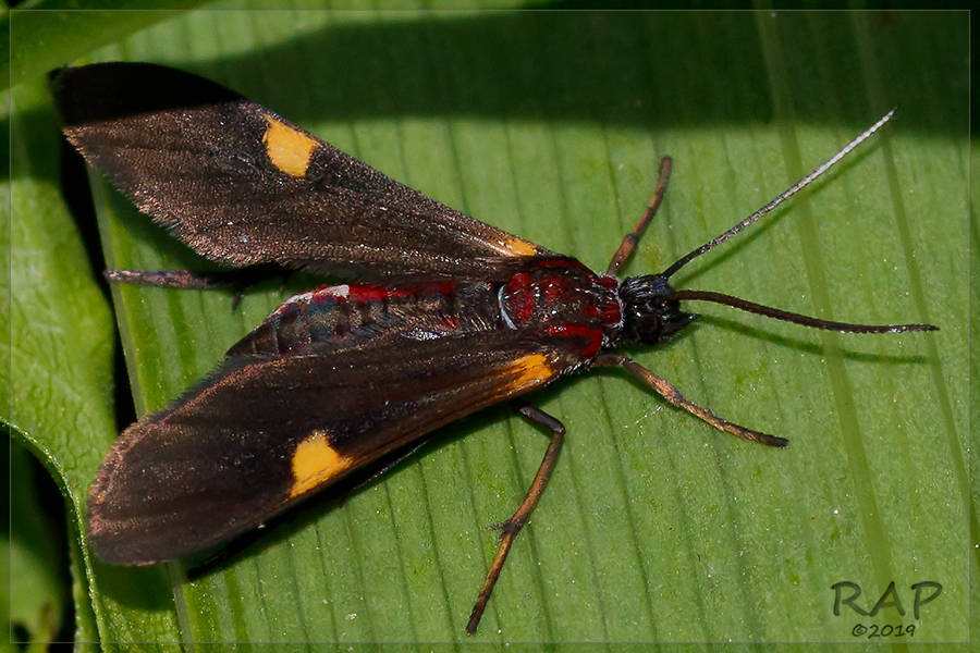 Rhynchopyga meisteri