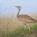 White-bellied Bustard - Photo (c) Tarique Sani, some rights reserved (CC BY-NC-SA)
