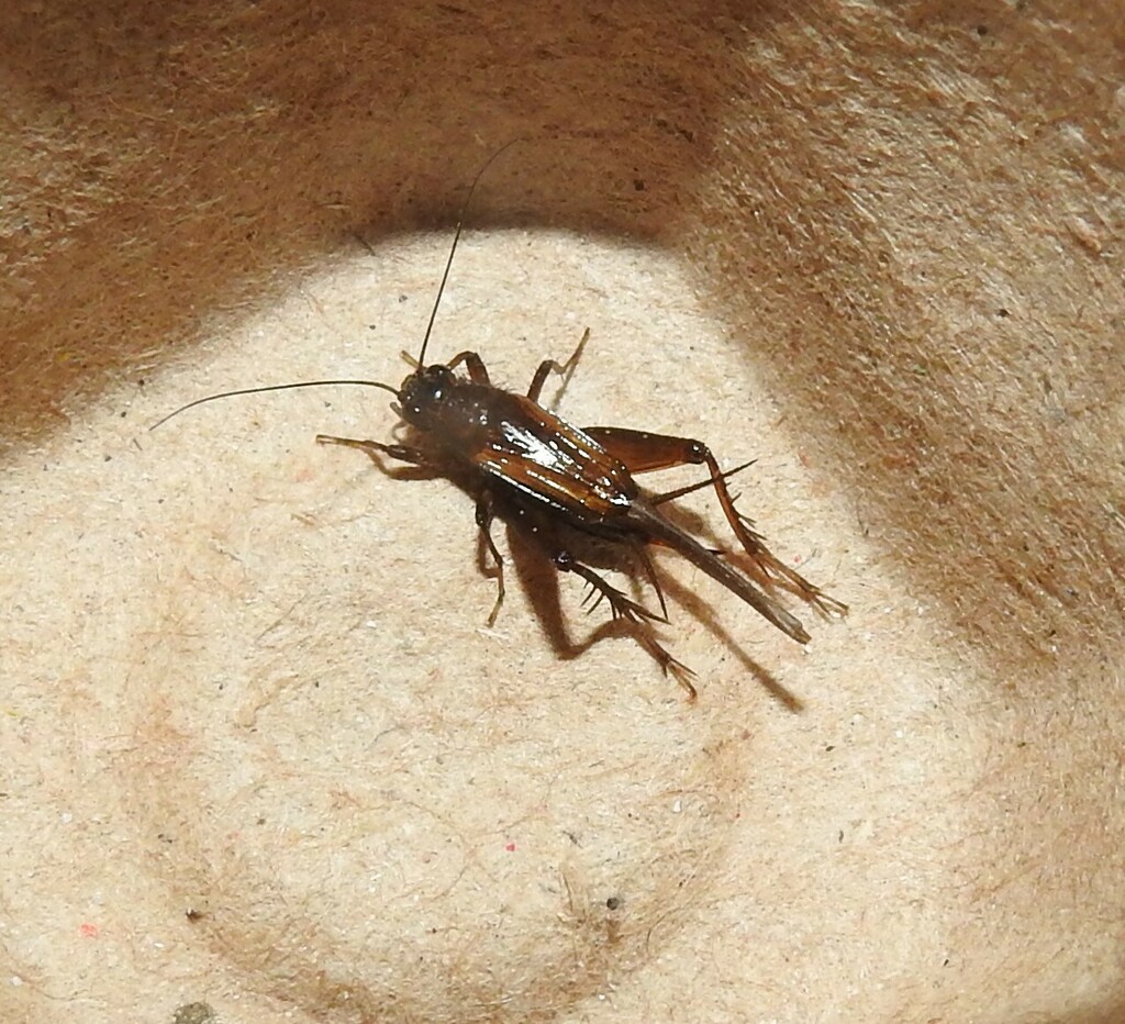 Confusing Pygmy Cricket