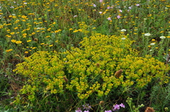 Euphorbia glareosa