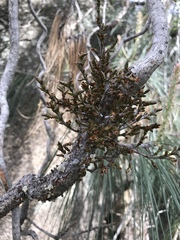 Arceuthobium vaginatum