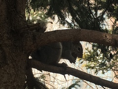 Sciurus carolinensis