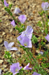 Linum lanuginosum