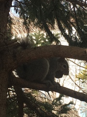 Sciurus carolinensis