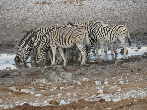 Plains zebra