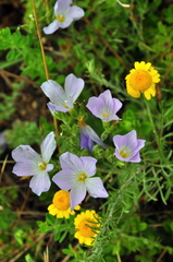 Linum lanuginosum