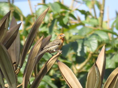 Haemorhous mexicanus