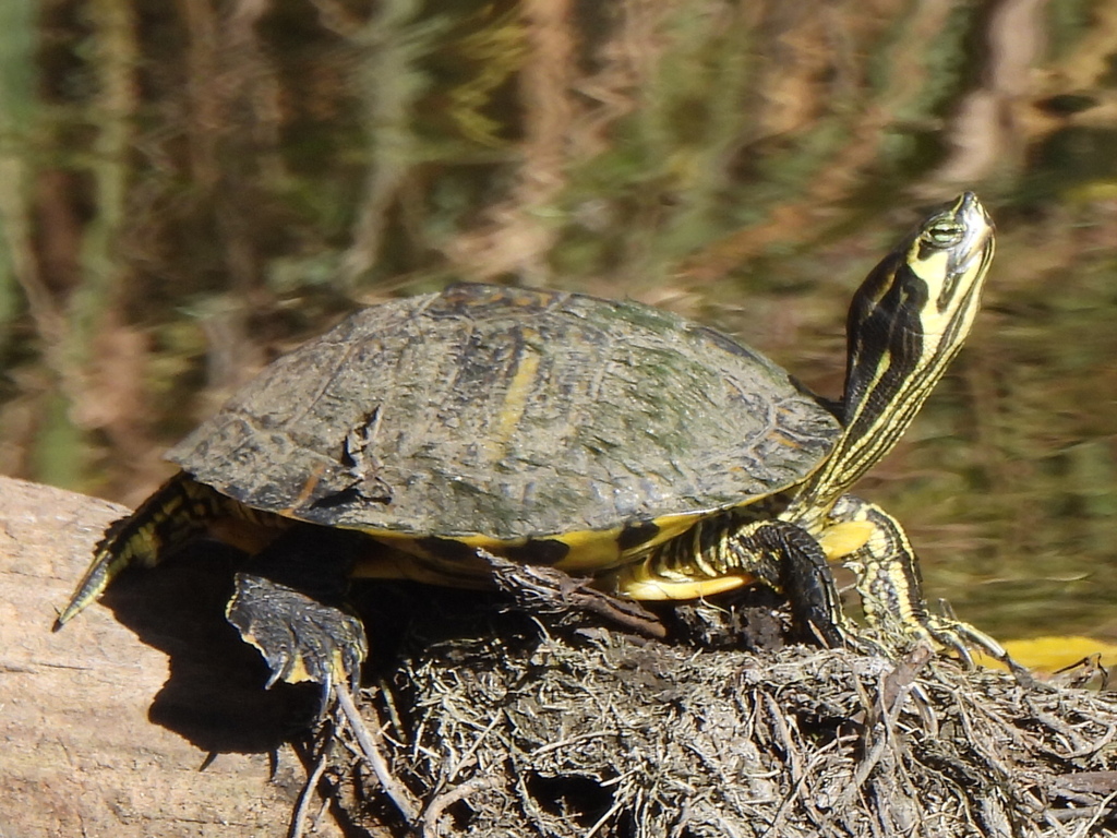 Yellow-bellied Slider from North Arlington, Arlington, TX, USA on ...