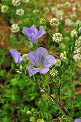 Linum lanuginosum