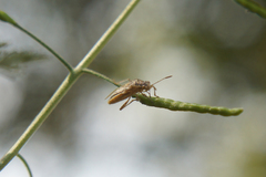 Brachycarenus tigrinus