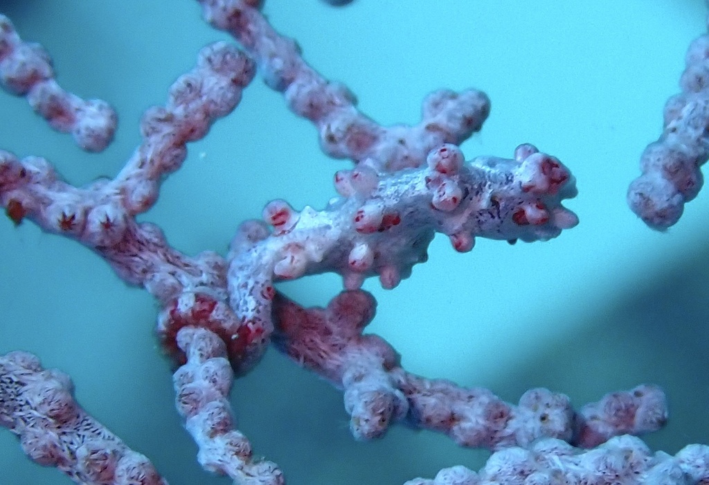 Bargibant's pygmy seahorse clinging to sea fan branches