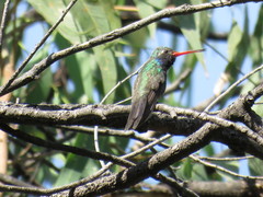 Cynanthus latirostris