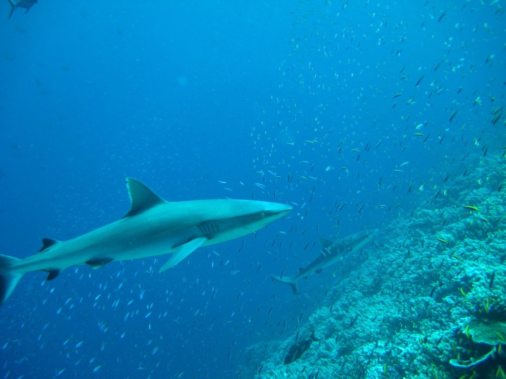 Silvertip Shark