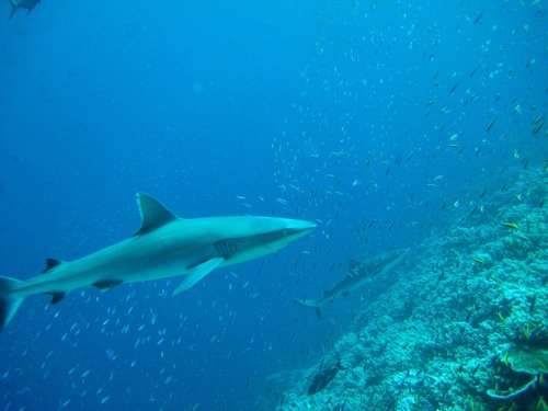Silvertip Shark
