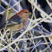 Pine Grosbeak (Rocky Mts.) - Photo (c) Andrew Thomas, some rights reserved (CC BY-NC), uploaded by Andrew Thomas