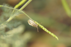 Brachycarenus tigrinus