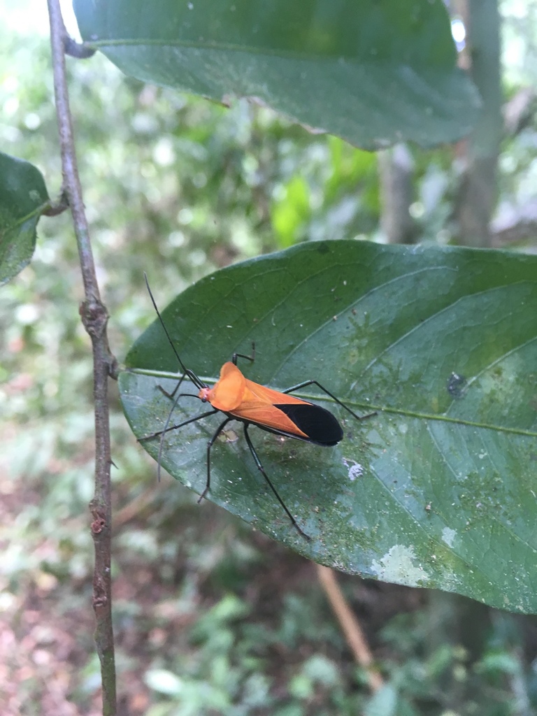 Sundarus ambarinus