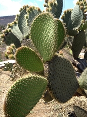 Opuntia leucotricha