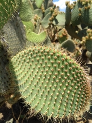 Opuntia leucotricha
