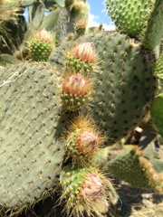 Opuntia leucotricha