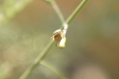 Brachycarenus tigrinus