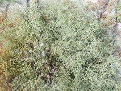 Fagonia bruguieri