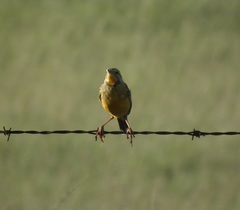 Macronyx capensis colletti