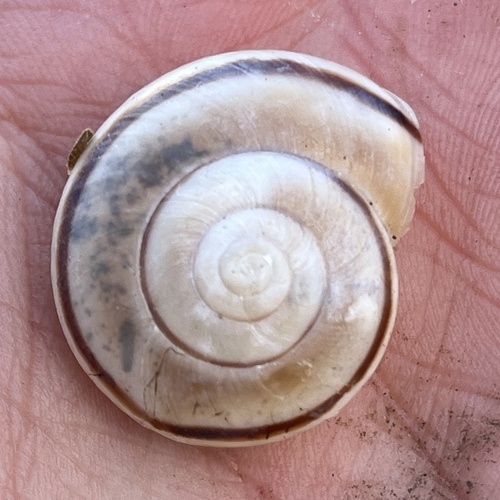 Organ Mountain Talussnail