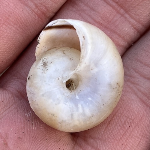 Organ Mountain Talussnail