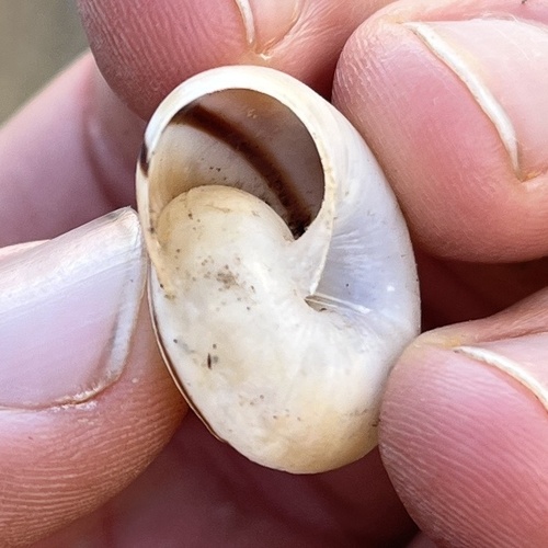 Organ Mountain Talussnail