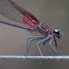 Hetaerina cruentata