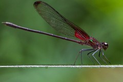 Hetaerina cruentata